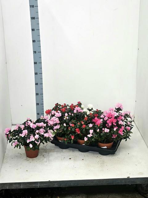 <h4>RHODO SI VOGEL GEM</h4>