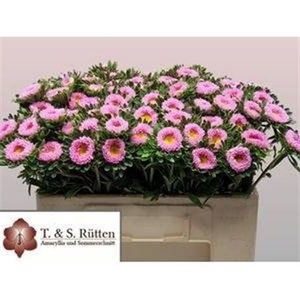 Callis Mats Pink