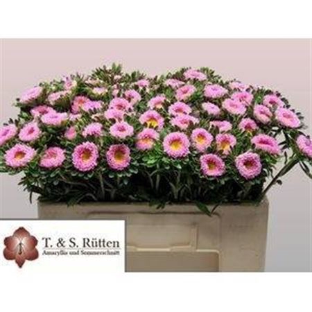 <h4>Callis Mats Pink</h4>