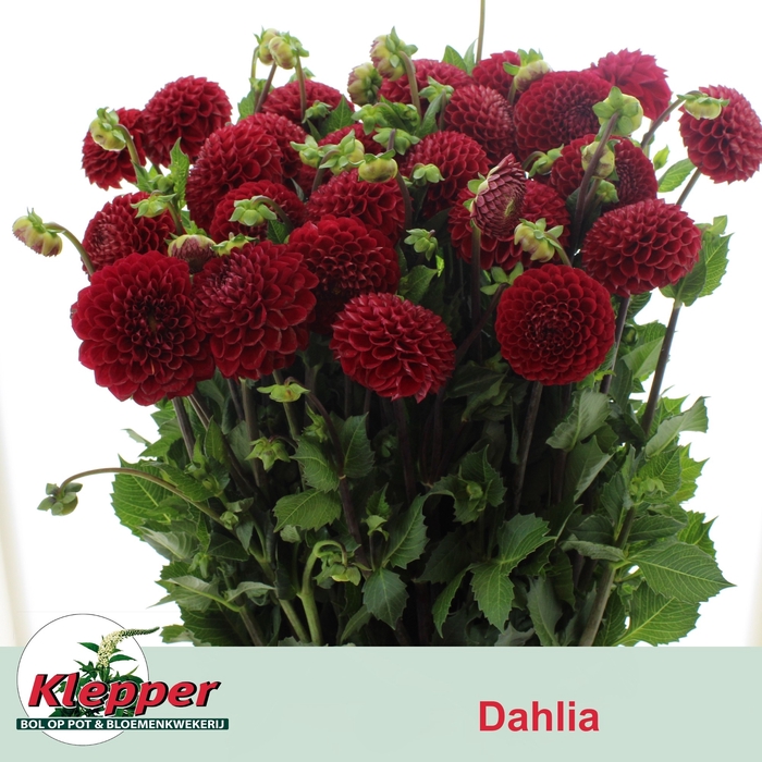 <h4>DAHL CORNEL</h4>