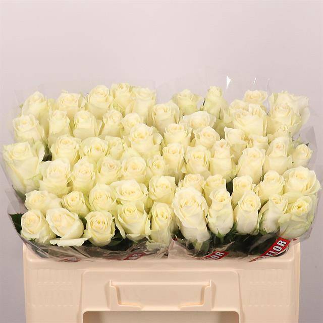 <h4>Rosa large albatros</h4>
