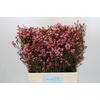 Chamelaucium Sarah's Delight