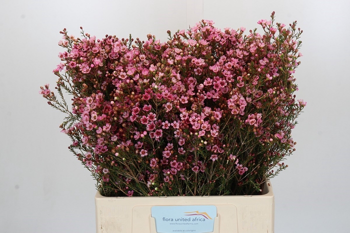Chamelaucium Sarah's Delight
