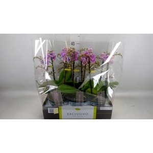 Phalaenopsis multi. 'Violet Queen'