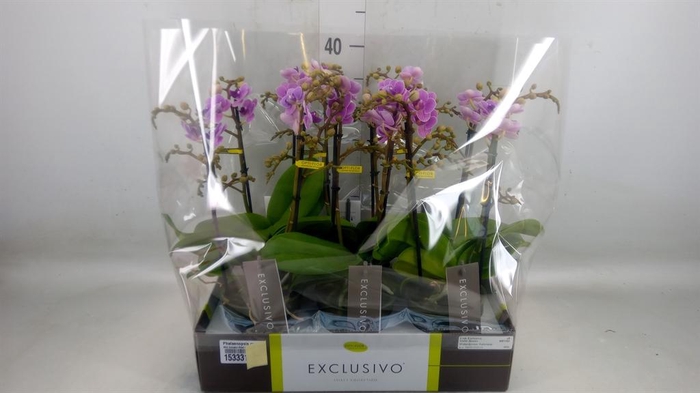 <h4>Phalaenopsis multi. 'Violet Queen'</h4>