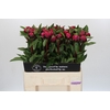Paeonia Red Sarah Bernhardt