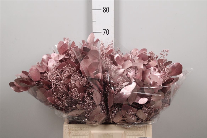 <h4>Euc Populus Berry V Pink Metallic</h4>