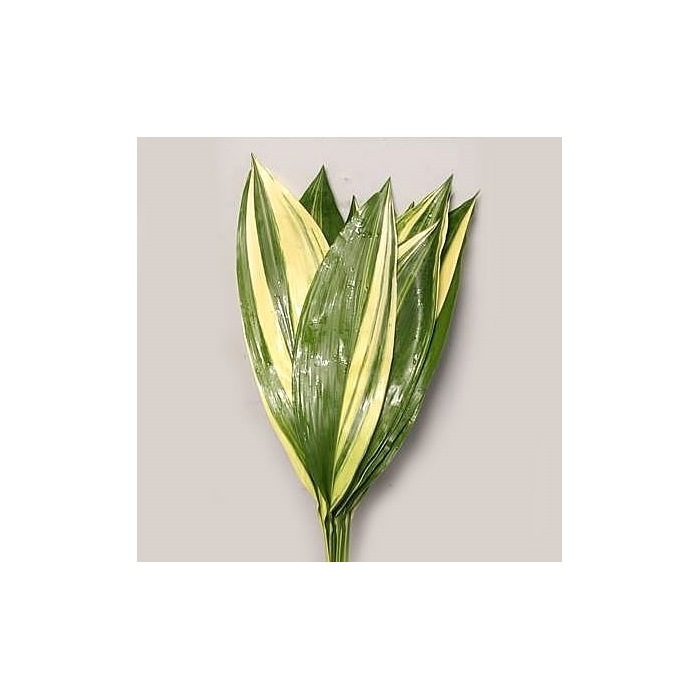 <h4>ASPIDISTRA VARIEGATED 50 CM</h4>