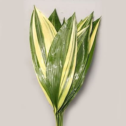 <h4>ASPIDISTRA VARIEGATED 50 CM</h4>