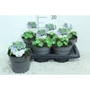 Geranium Rozanne