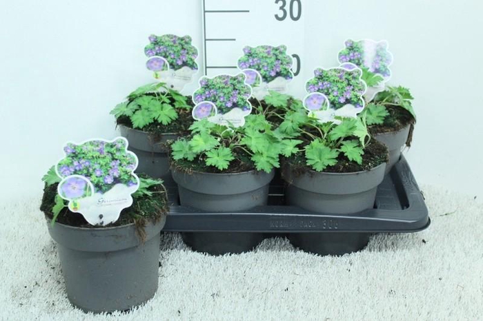 Geranium Rozanne