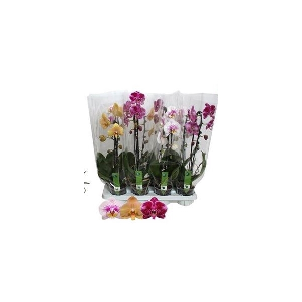 <h4>Phal El Cascade 1 Branche 6+</h4>