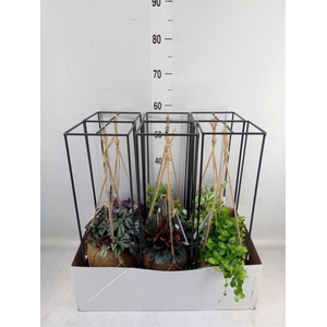 Planten Groen   ...mix  3