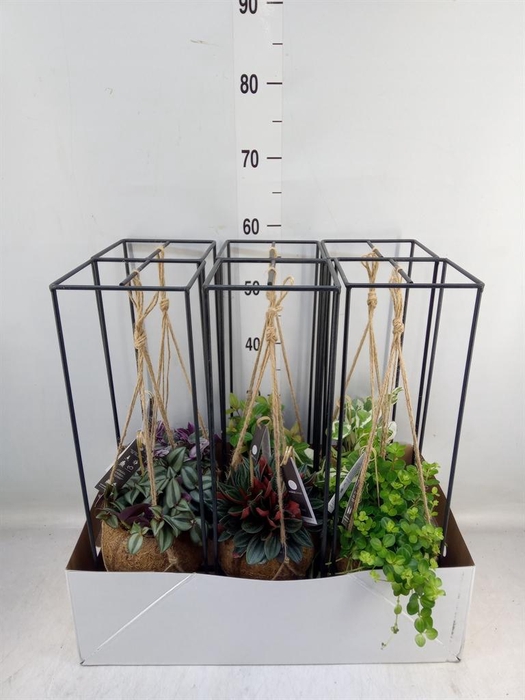 <h4>Planten Groen   ...mix  3</h4>