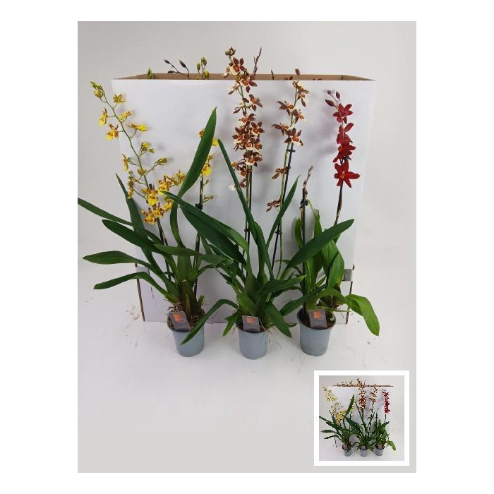 <h4>CAMBRIA GRP GEM</h4>