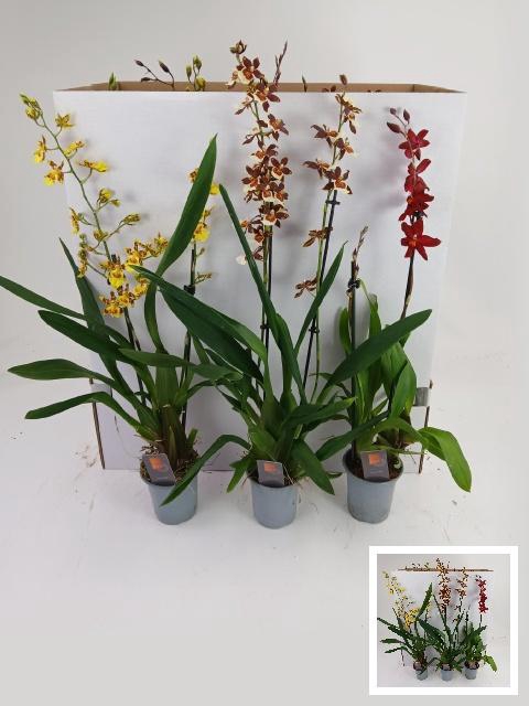 <h4>CAMBRIA GRP GEM</h4>