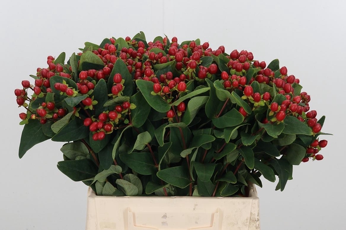 <h4>Hyp Ruby Excess</h4>