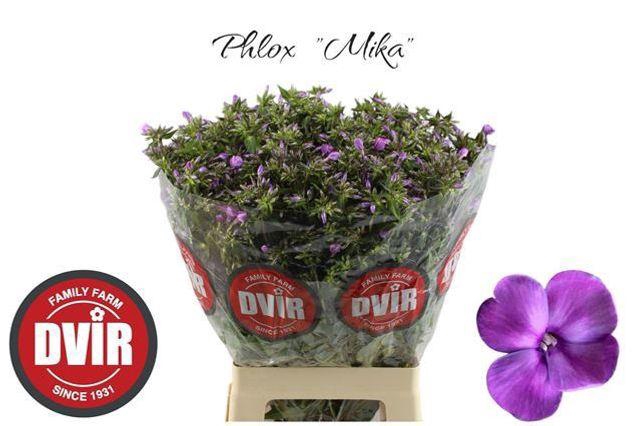 <h4>PHLOX P MIKA</h4>