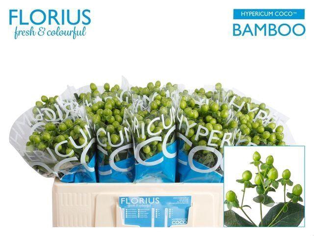 <h4>HYPER COCO BAMBOO</h4>