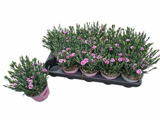 <h4>DIAN DI PINK KISSES</h4>