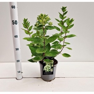 Hydrangea paniculata Bombshell