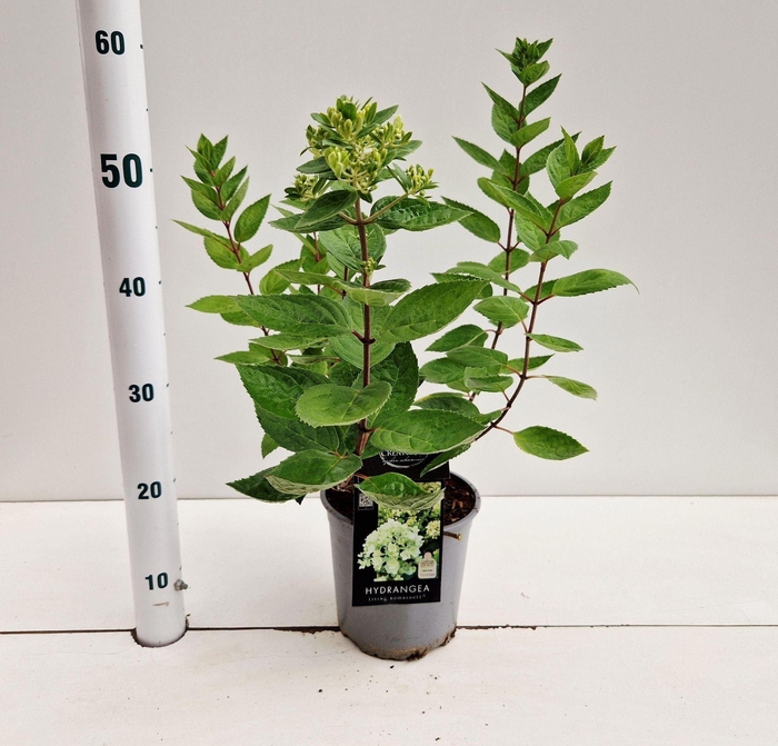 <h4>Hydrangea paniculata Bombshell</h4>
