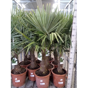 Trachycarpus fortunei