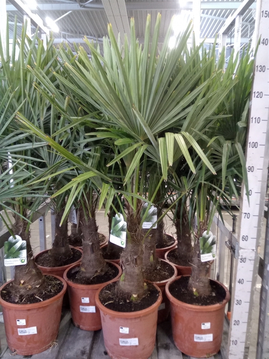 <h4>Trachycarpus fortunei</h4>