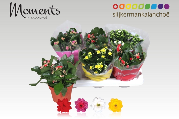 <h4>Kal Ge Gem 4 Kl</h4>