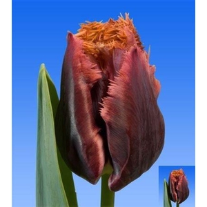 Tu Gefr Orange Brown