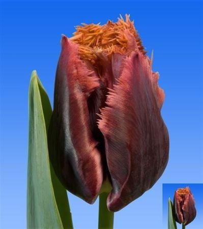 <h4>Tu Gefr Orange Brown</h4>