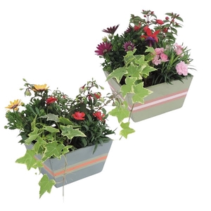 Collectie Jessy Arrangement in Houten bak 18 cm