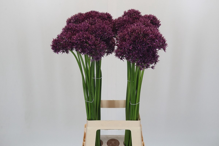 <h4>Allium Firmament</h4>