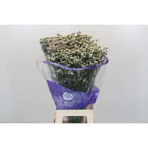 Limonium Sinensis White Diamond