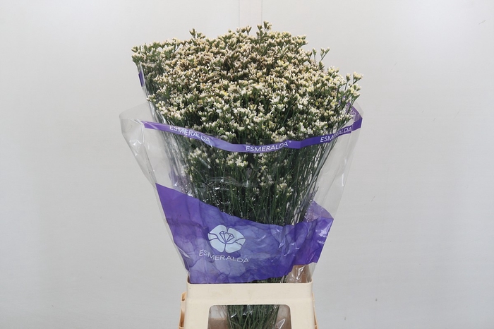 <h4>Limonium Sinensis White Diamond</h4>