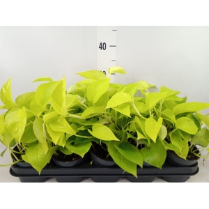 Epipremnum pinn. 'Golden Pothos'