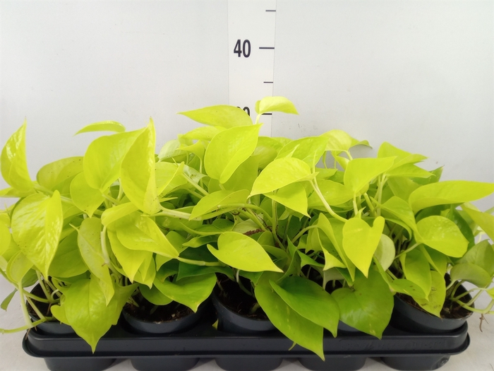 <h4>Epipremnum pinn. 'Golden Pothos'</h4>