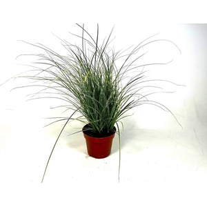 Carex brunnea 'Jubilo' p12