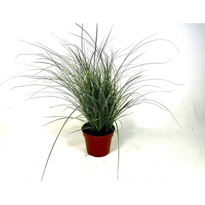 Carex brunnea 'Jubilo' p12