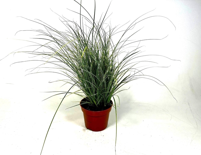 <h4>Carex brunnea 'Jubilo' p12</h4>