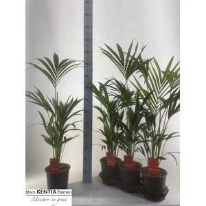 HOWEA FORSTERIANA