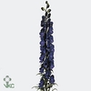 Aconitum napellus