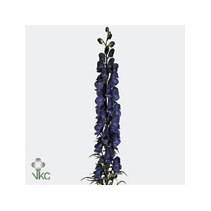 Aconitum Na Pyramidale
