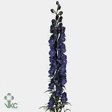 Aconitum napellus