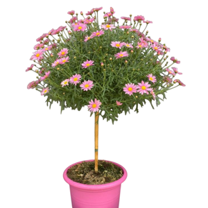 Argyranthemum frutescens overig