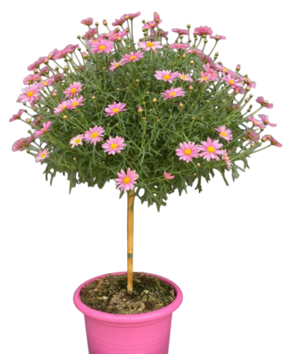 <h4>Argyranthemum frutescens overig</h4>