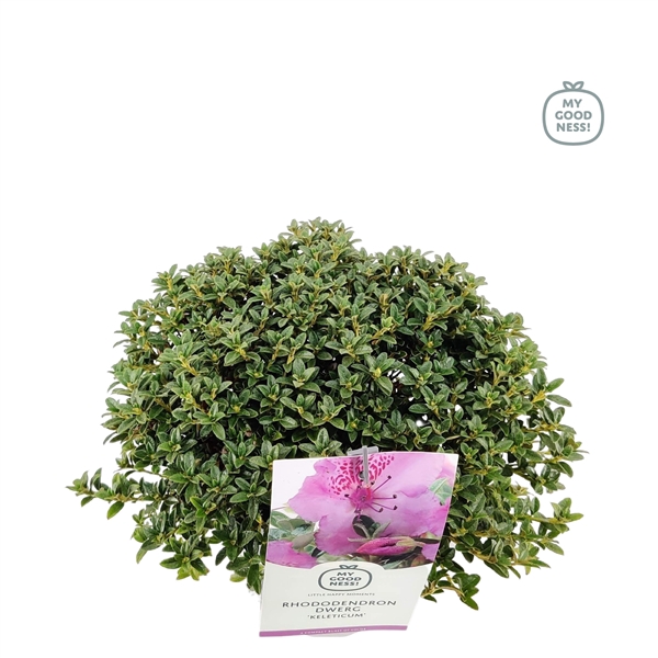 <h4>Rhododendron 30-35 /2 liter 'Keleticum' dwerg</h4>