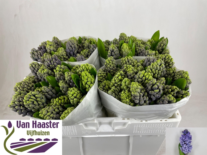 <h4>HYAC DELFT BLUE</h4>