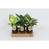 Dieffenbachia