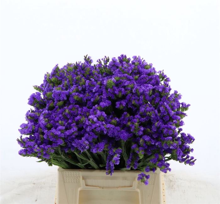 <h4>Statice Levis Wings</h4>